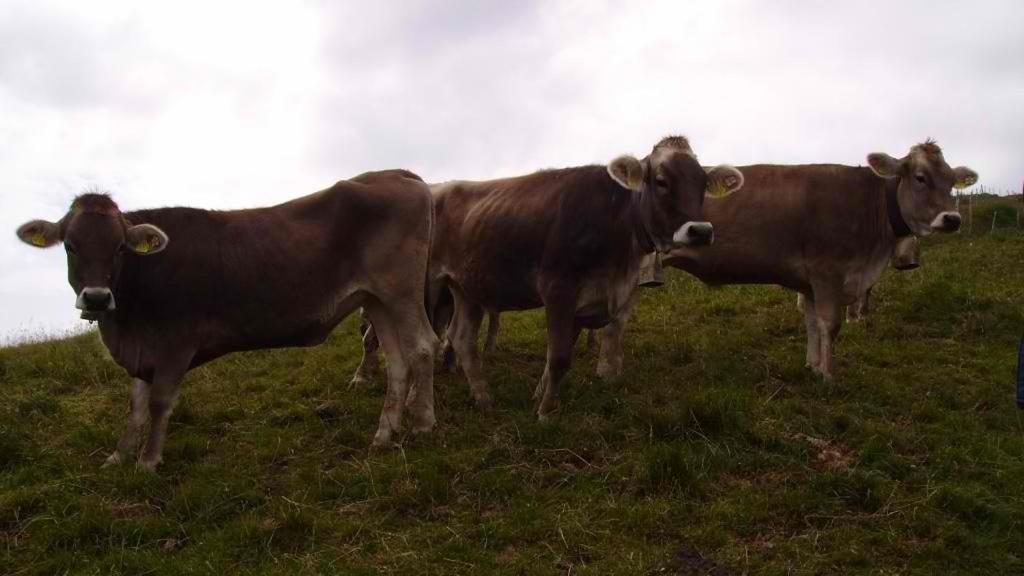 Ferienhuette Kaelberweide Lägenhet Hittisau Exteriör bild